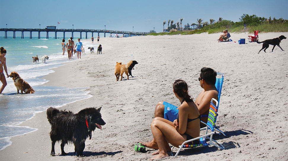 Pet Friendly Places In Sarasota